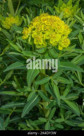 Marsh spurge, Euphorbia palustris in flower. Stock Photo