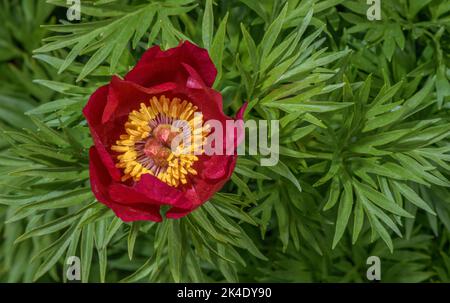 Fern leaf peony, Paeonia tenuifolia in flower, from the Caucasus. Stock Photo