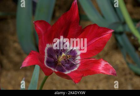 Didier's tulip, Tulipa gesneriana, in flower, Maritime Alps. Stock Photo