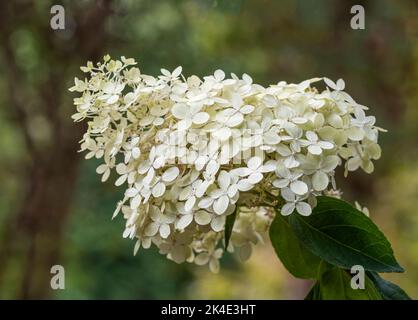 A single blossom of Hydrangea Paniculata, Lime Light. The blossom has many small flowers that make up the whole. Stock Photo