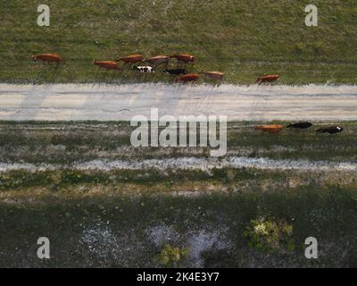 AERIAL: Flying over a small herd of cattle cows walking uniformly down farm road on the hill. Black, brown and spotted cows. Top down view of the Stock Photo