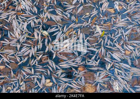 Fallen autumn leaves floating in the water texture. Stock Photo