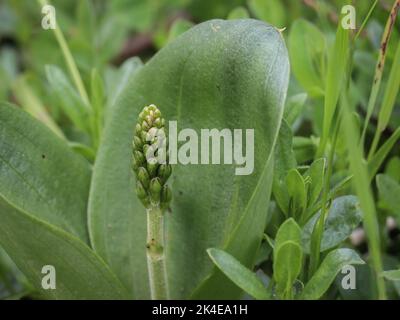 Flower buds of the the common twayblade orchid (latin name: Neottia ovata) at mountain Mokra Gora near Tutin in southwestern Serbia Stock Photo