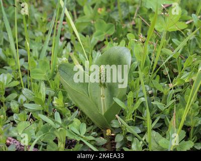 Flower buds of the the common twayblade orchid (latin name: Neottia ovata) at mountain Mokra Gora near Tutin in southwestern Serbia Stock Photo