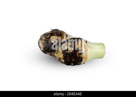 uncooked taro roots tropical vegetable Stock Photo