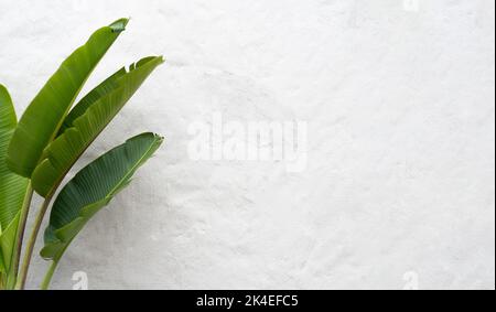White wall background with stucco texture and big leaves. Palm plant leaves. Tropical and minimalist background. Stock Photo
