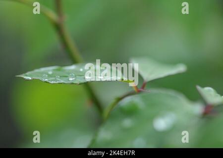 Rose leaf with raindrops. Close up macro shot. Bright green. Leaves close up. Stock Photo