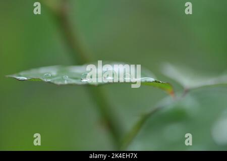 Rose leaf with raindrops. Close up macro shot. Bright green. Leaves close up. Stock Photo