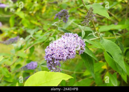 Summer lilac Empire Blue - Latin name - Buddleja davidii Empire Blue. Stock Photo