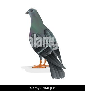 Bird Carrier pigeon domestic breed  vector illustration Stock Vector