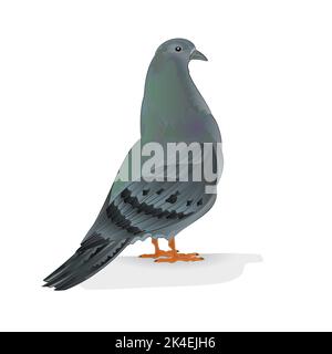 Carrier pigeon domestic breed sports bird vector illustration Stock Vector
