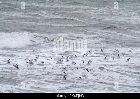 Gulls in flight over stormy sea, North Devon, England. Stock Photo