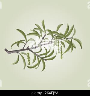 Willow branch with catkins vector Stock Vector