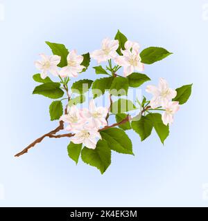 Branch of apple tree with flowers vector illustration Stock Vector