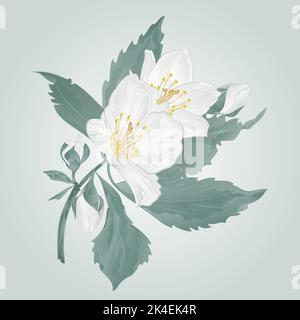 Twig jasmine flower and buds spring flower  vector illustration Stock Vector