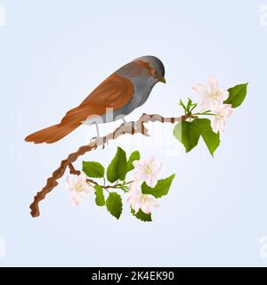 Sparrow bird on a branch of an apple tree  wildlife bird vector illustration Stock Vector