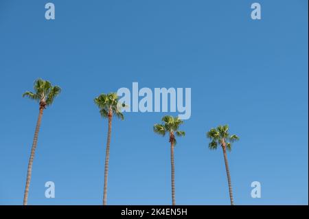 Palm trees seen in a row against blue sky Stock Photo