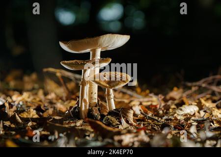Group of Amanita muscaria regalis growing on a forest during autumn. Toadstool in the forest in wunderful light Stock Photo