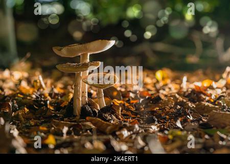 Group of Amanita muscaria regalis growing on a forest during autumn. Toadstool in the forest in wunderful light Stock Photo