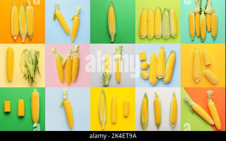 Set of many corn cobs on color background Stock Photo