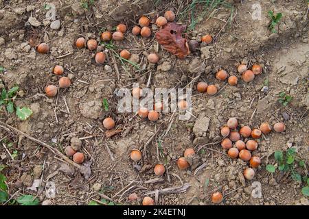 Ripe hazelnuts fallen from trees in a hazelnut orchard Stock Photo