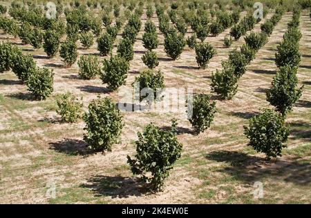 Young Hazel trees in rows in a hazelnut orchard Stock Photo