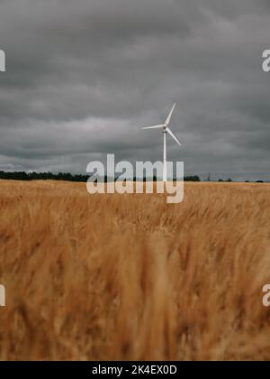 An onshore farmland energy wind turbine located on a farming land isolated against a dark cloud sky and cornfields - renewable energy background Stock Photo