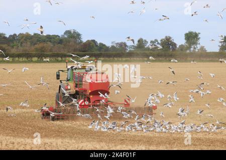 25th September 2022 drilling Winter wheat in Cambridgshire Stock Photo