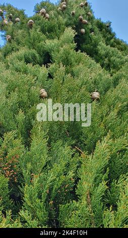 A vertical closeup of beautiful evergreen slender cypresses with cones under blue sky Stock Photo