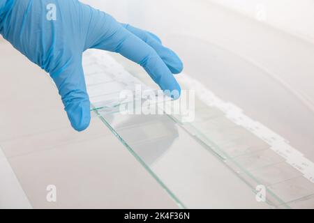 Scientist preparing slides with paraffin embedded tissue samples for immunohistochemistry assay in the laboratory. Stock Photo