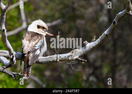 Kookaburra perched on a tree branch Stock Photo