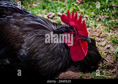 A closeup shot of a black rooster with red detailing on a farm Stock Photo