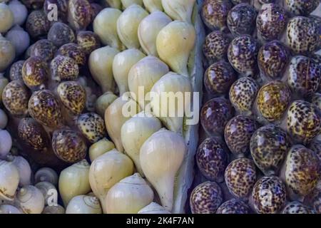 Photo of designs with seashell in the Mallapuram India Seashell Museum, Chennai Stock Photo