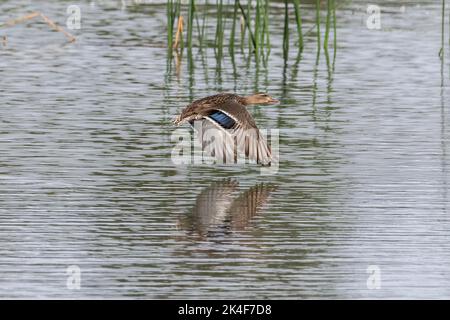 Mallard duck (Anas platyrhynchos) in flight over lake. Reflection in water below. Reeds in background. Stock Photo