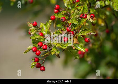 Twig with red small hawthorn berries, Christmas decoration shrub, September view Stock Photo