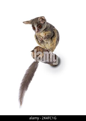 Adorable South African Bushbaby aka Galago Moholi or nagapie, sitting on branch. Holding food, tail down and looking away from camera. Isolated on a w Stock Photo