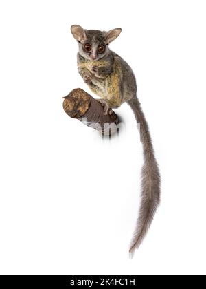 Adorable South African Bushbaby aka Galago Moholi or nagapie, standing on branch. Tail down and looking towards camera with disc shaped eyes and big e Stock Photo