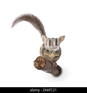 Adorable South African Bushbaby aka Galago Moholi or nagapie, sitting on branch. Tail up and looking towards camera with disc shaped eyes and big ears Stock Photo