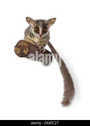 Adorable South African Bushbaby aka Galago Moholi or nagapie, sitting on branch. Tail down and looking straight towards camera with disc shaped eyes a Stock Photo