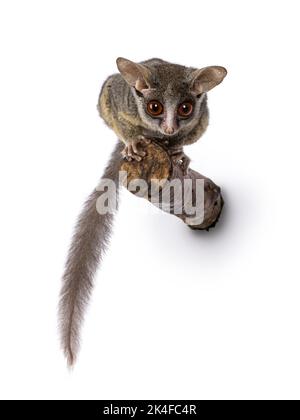 Adorable South African Bushbaby aka Galago Moholi or nagapie, sitting on branch. Tail down and looking down with disc shaped eyes and big ears. Isolat Stock Photo