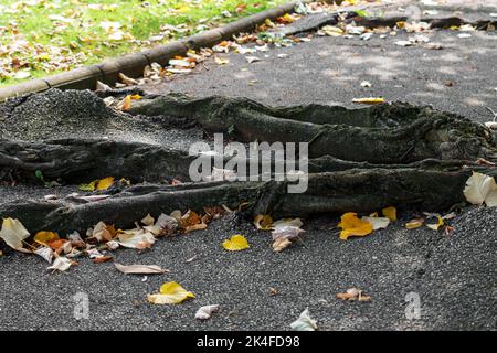 Old tree roots destroy the asphalt as they grow through the pavement. Close-up. Life concept Stock Photo
