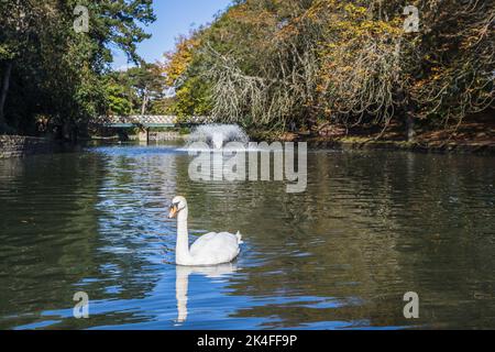 Mute swan on a lake at Southport Botanic Gardens in Lancashire seen in the autumn of 2022. Stock Photo