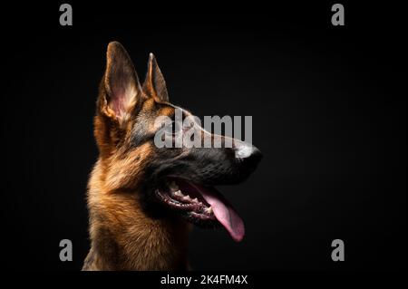 Portrait of a German shepherd in front of an isolated black background. Close-up of a German shepherd in profile view isolated black background. Stock Photo