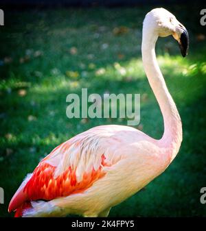 chilean flamingos Calgary Zoo Alberta Stock Photo