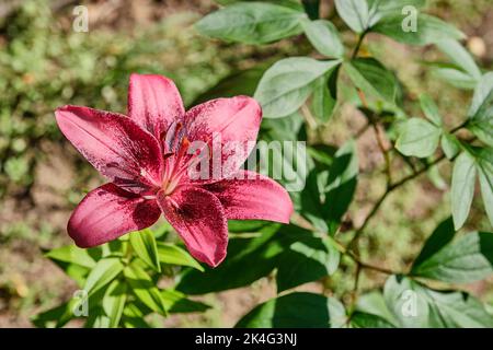 Blooming flower of lily asian Purple Dream. Stock Photo