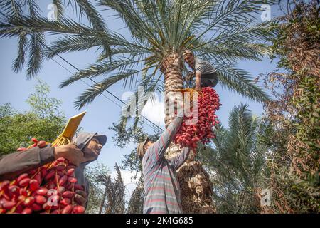 Palestinian Farming Palestinian farmers harvest dates on a farm during the harvesting ...