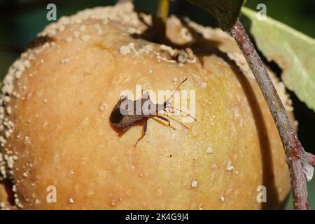 Dock leaf bug, brown squash bug (Coreus marginatus). Family: Squash bugs, Leaffooted bugs (Coreidae). Feeding, sucking on an rotten apple in the tree. Stock Photo