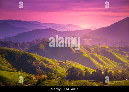 Cameron Highland tea plantation under sunset bright sky. Wonderful picturesque scene concept. Popular travel destination. Amazing natural summer landscape of mountain range. Violet toning filter Stock Photo