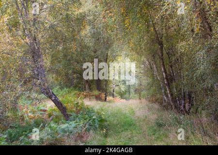 Grass path through silver birch trees in an English wood in early Autumn with the tree leaves starting to turn golden Stock Photo