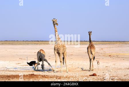 Three Giraffe standing on the vast open plains with a black male ostrich in the background